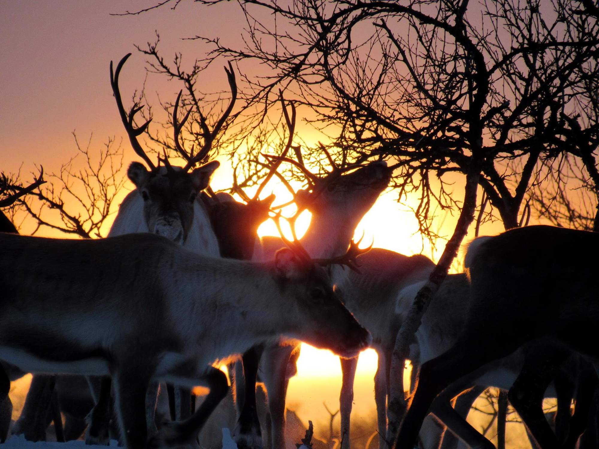 Poroja Utsjoen tunturissa auringonlaskun aikaan